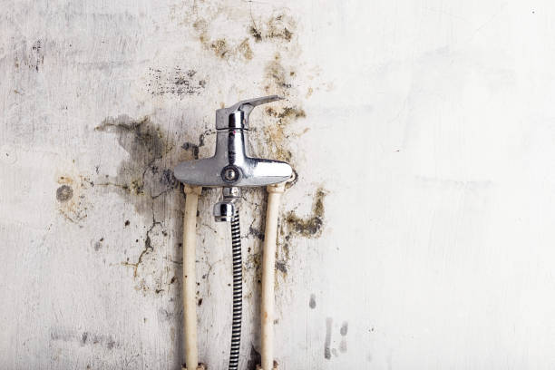 Best Emergency Mold Remediation in Flippin, AR
