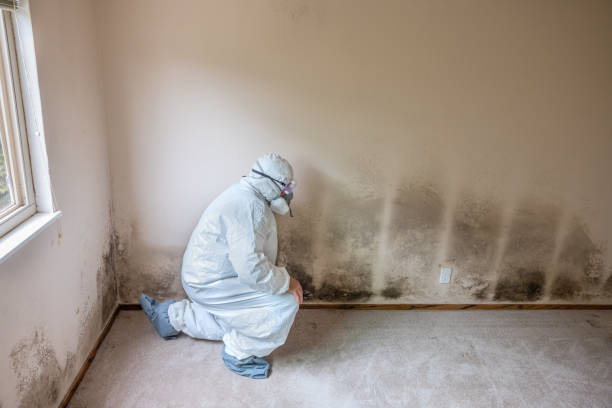 Best White Mold Remediation in Flippin, AR